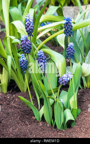 Muscari latifolium une vivace bulbeuse en fleur au printemps et bleu foncé racemes croître en plein soleil dans garedns rock aussi appelé muscaris Banque D'Images