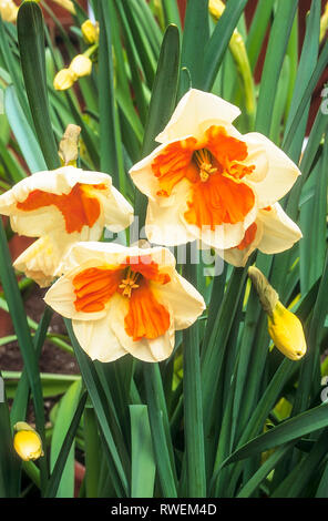 Tricollet Narcisse corona ou Split split collier fleurs jonquille bombée à la fin du printemps ou au début de l'été à pétales blancs et orange tasse croître en plein soleil Banque D'Images