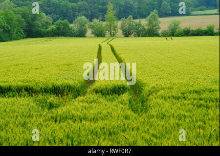 Les traces de pneus dans un champ de blé, Lot-et-Garonne, Aquitaine, France Banque D'Images