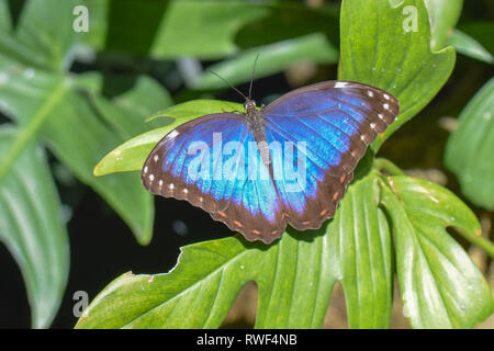 Papillon bleu et noir dans le papillon forêt tropicale de Gainesville, Floride Banque D'Images