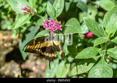 Beau jaune et noir papillon sur une fleur rose papillon dans la forêt tropicale de Gainesville, Floride. Banque D'Images