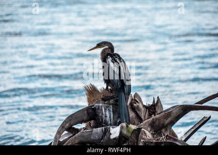 Anhinga assis sur un perchoir dans Circle B ranch Florida Park Banque D'Images