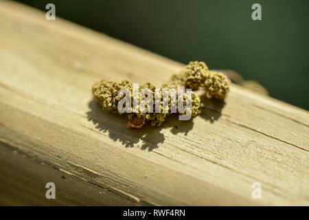 Séance du pollen sur main courante Banque D'Images