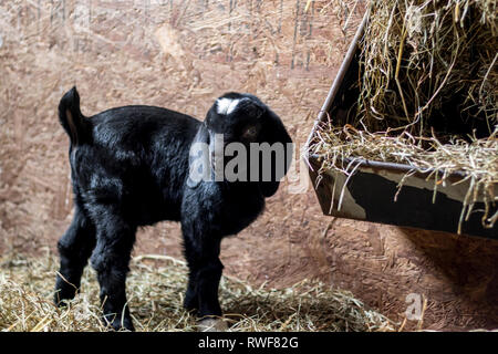 Bebe Noir Et Blanc Avec Des Oreilles De Chevre Boer Lop En Hiver Neige Photo Stock Alamy