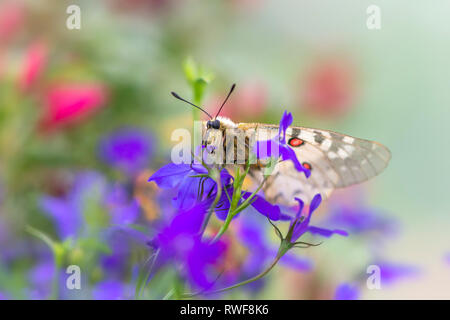 Papillon Parnassienne Clodius se reposant dans les fleurs sauvages Banque D'Images