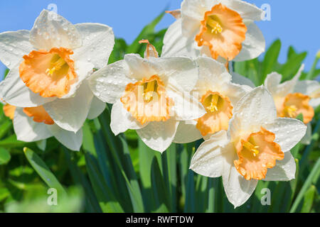 Les fleurs de printemps les jonquilles de l'essor dans jardin. White Narcissus floraison sur lit de fleur Banque D'Images