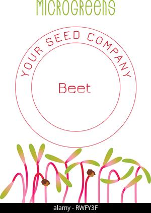 Betterave Microgreens. La conception des emballages de semences. Supplément de vitamines, de nourriture vegan Illustration de Vecteur