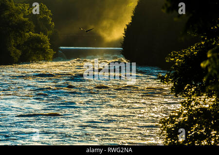 Volant près de Heron barrage avec brume matinale sur la rivière Grand, Elora, Ontario, Canada Banque D'Images