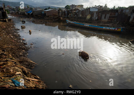 Krou Bay, l'un des pires bidonvilles de Freetown, Sierra Leone. Un canal pollué avec des porcs. Banque D'Images