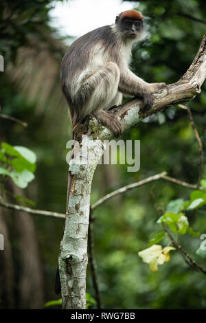 Le Colobe rouge ougandaise, Procolobus tephrosceles, Parc National de la forêt de Kibale, en Ouganda Banque D'Images