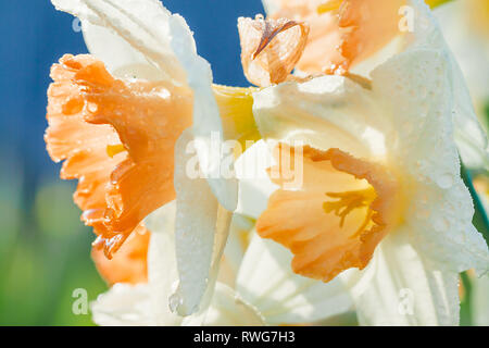Les fleurs de printemps les jonquilles de l'essor dans jardin. White Narcissus floraison sur lit de fleur Banque D'Images
