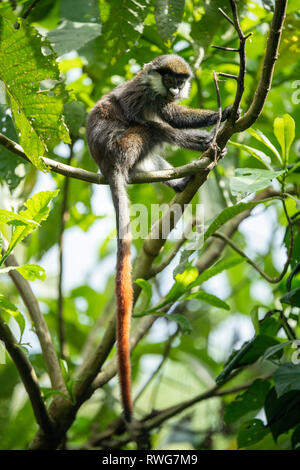 Red-tailed monkey, Cercopithecus ascanius, Parc National de la forêt de Kibale, en Ouganda Banque D'Images