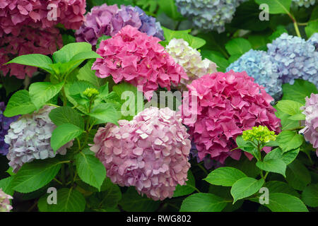 Mophead Hydrangea macrophylla Banque D'Images