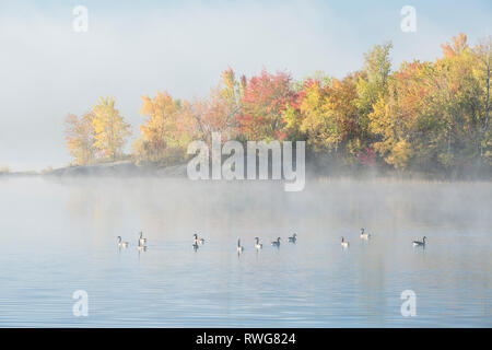 Les Bernaches du Canada sur l'automne brumeux matin Vermilion River, le corégone, la Ville du Grand Sudbury, Ontario. Banque D'Images