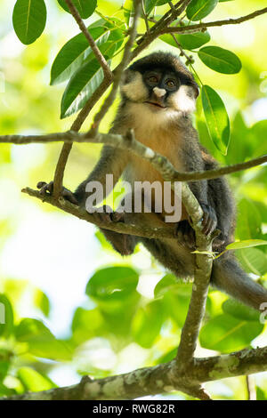 Red-tailed monkey, Cercopithecus ascanius, Ouganda, Bujagali Banque D'Images