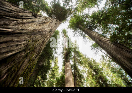 Randonnées dans les vieux peuplements de forêt de cèdres dans Parc Kokanee, BC, Canada Banque D'Images