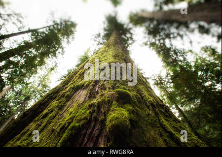 Randonnées dans les vieux peuplements de forêt de cèdres dans Parc Kokanee, BC, Canada Banque D'Images