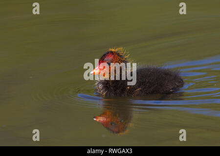 Foulque macroule (Fulica atra). Chick sur l'eau. Allemagne Banque D'Images