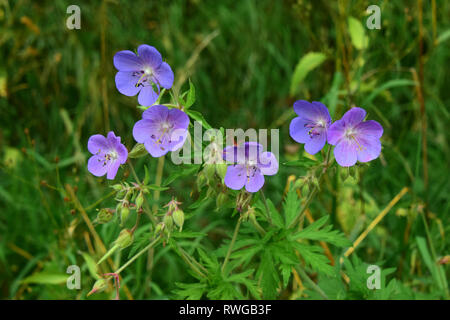 Cranes-Bill prairie, Prairie géranium (Geranium pratense). Plante en fleurs. Allemagne Banque D'Images