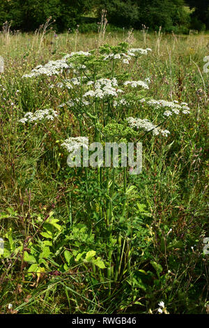 La berce du Caucase (Heracleum sphondylium), la floraison des plantes sur un pré. Allemagne Banque D'Images