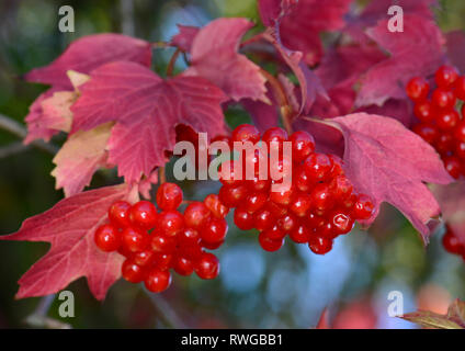 European Cranberry Bush, Boule de Neige, Guelder Rose (Viburnum opulus). Twig avec baies mûres en automne, Allemagne Banque D'Images