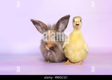 L'oie domestique. Gosling debout à côté de lapin nain adultes. Studio photo, vue sur un fond violet. Allemagne Banque D'Images