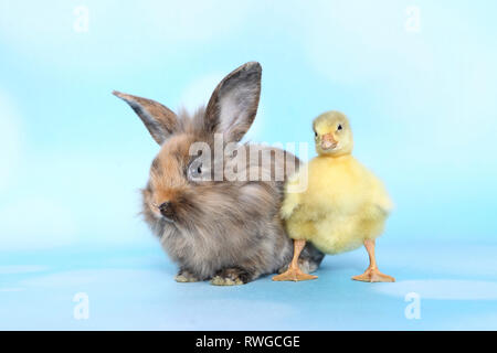 L'oie domestique. Gosling debout à côté de lapin nain adultes. Studio photo, vu contre un fond bleu clair. Allemagne Banque D'Images
