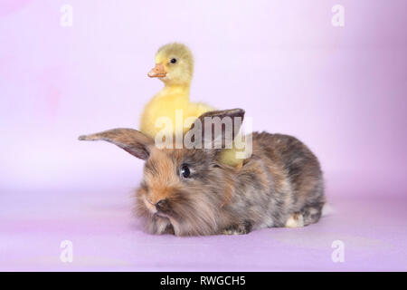 L'oie domestique. Gosling assis sur lapin nain adultes. Studio photo, vue sur un fond violet. Allemagne Banque D'Images