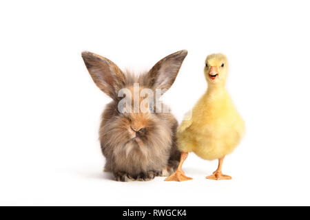 L'oie domestique. Gosling debout à côté de lapin nain adultes. Studio photo, vu sur un fond blanc. Allemagne Gans & Kaninchen / goose & lapin Banque D'Images