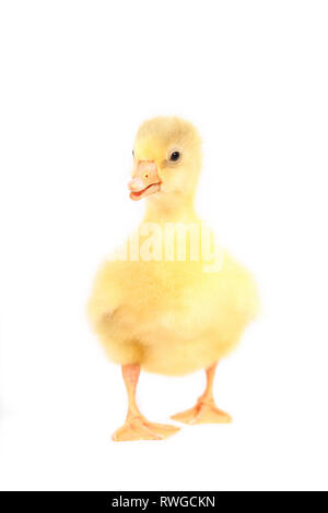 L'oie domestique. Gosling debout, vu de face. Studio photo, vu sur un fond blanc. Allemagne Banque D'Images