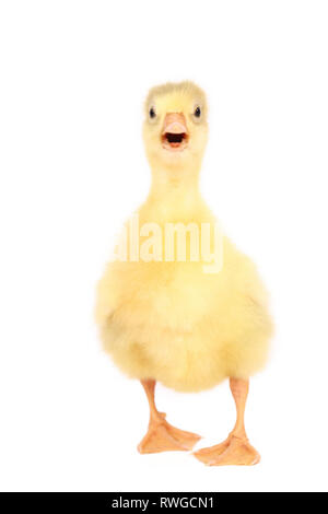 L'oie domestique. Gosling debout, vu de face. Studio photo, vu sur un fond blanc. Allemagne Banque D'Images