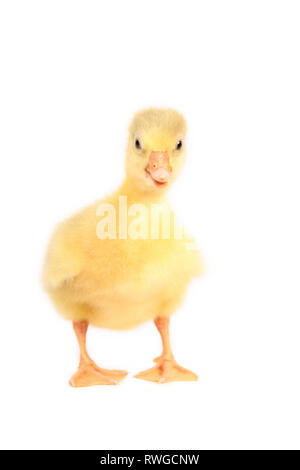 L'oie domestique. Gosling debout, vu de face. Studio photo, vu sur un fond blanc. Allemagne Banque D'Images