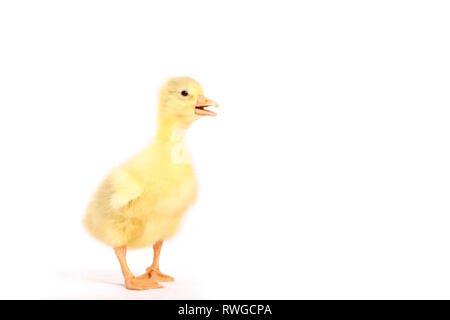 L'oie domestique. Gosling debout. Studio photo, vu sur un fond blanc. Allemagne Banque D'Images