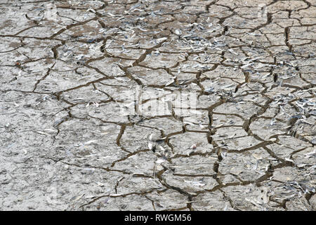 Sol fissuré profondément dans l'arrière-pays australien pendant la sécheresse dévastatrice, pris dans l'ouest de la Nouvelle-Galles du Sud Banque D'Images