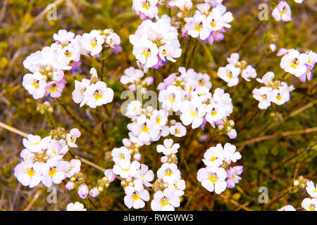 Fleurs aborigène dans le Parc National de Kosciuszko, NSW, Australie. Nature fond avec des plantes et de la végétation. Banque D'Images