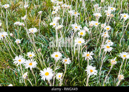 Fleurs aborigène dans le Parc National de Kosciuszko, NSW, Australie. Nature fond avec des plantes et de la végétation. Banque D'Images