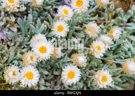 Fleurs aborigène dans le Parc National de Kosciuszko, NSW, Australie. Nature fond avec des plantes et de la végétation. Banque D'Images