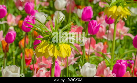 Plus près de beaucoup de différents types de fleurs avec des couleurs différentes dans le jardin pendant un printemps dans Netherland Banque D'Images