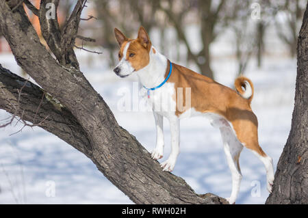 Chien Basenji matures debout sur un abricotier direction tout la chasse pour les oiseaux en hiver Banque D'Images