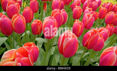 La longue tige de la tulipe rose fleur dans le jardin de Keukenhof Pays-Bas Banque D'Images