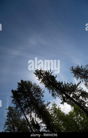Un ciel bleu, dans le nord du Manitoba, Canada. La lumière du soleil se profile au sapins le long d'une journée d'été. Banque D'Images