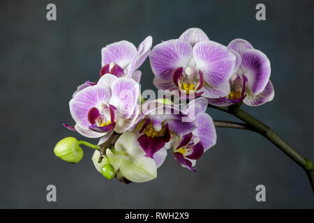 Orchidée rose et blanc. Close up d'une grappe de fleurs avec deux nouveaux bourgeons sur un fond sombre Banque D'Images