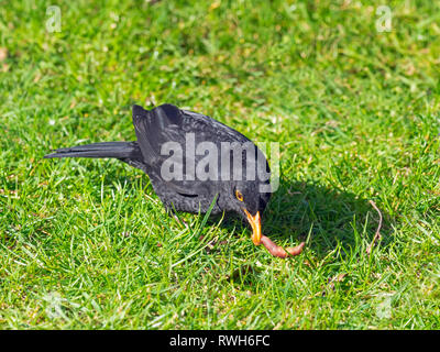 Blackbird Turdus merula homme se nourrissant sur un ver de terre sur une pelouse de jardin. Début du printemps Banque D'Images