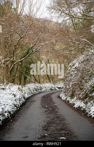 Cuire Woods, Hessenford, South East Cornwall Banque D'Images