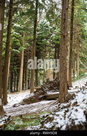 Cuire Woods, Hessenford, South East Cornwall Banque D'Images