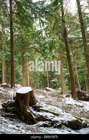 Cuire Woods, Hessenford, South East Cornwall Banque D'Images