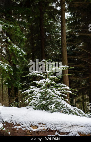 Cuire Woods, Hessenford, South East Cornwall Banque D'Images