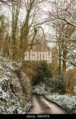 Cuire Woods, Hessenford, South East Cornwall Banque D'Images