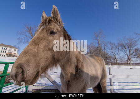 Les têtes des chevaux l'hiver Banque D'Images