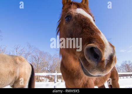 Les têtes des chevaux l'hiver Banque D'Images